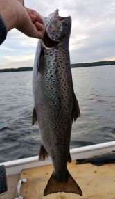 Pêche du soir, vers 19h. Une belle femelle de 4 lbs. Comme on peut le constater, la ouananiche est un poisson à la robe argentée.