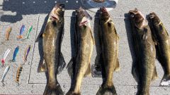 Des dorés et les leurres artisanaux K7 qu&lsquo;utilise Normand Rochon.