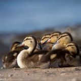 Toute une équipe de petits curieux.