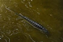 Au fond de l&lsquo;eau, l&lsquo;esturgeon ressemble à un gros billot de bois. Ici : un esturgeon d&lsquo;élevage.