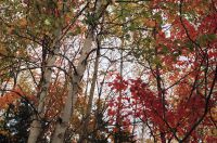 FÉÉRIE DE COULEURS EN AUTOMNE